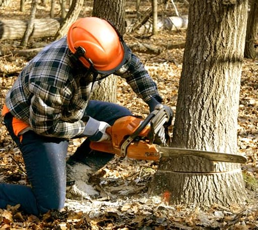 Tree Removal in New Town, ND